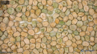seed