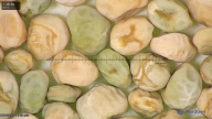 column seed