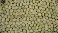 seed