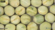 column seed