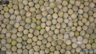 seed