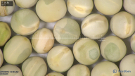 column seed