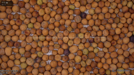 seed