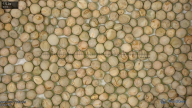 seed