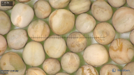 column seed