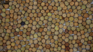 seed