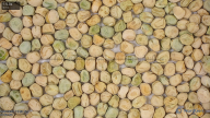 column Seed