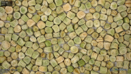 seed