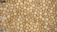 column Seed