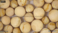column seed