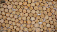 seed