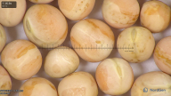 column seed