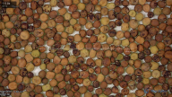 seed