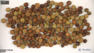 column seed