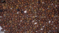 seed