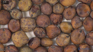 column seed
