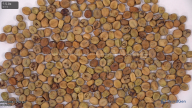 seed