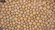 seed