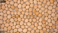 seed