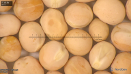 column seed