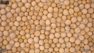 seed