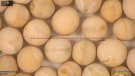column seed