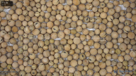 seed