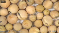 column seed
