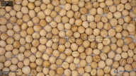 seed