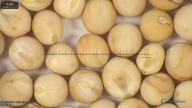 column seed