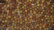 seed