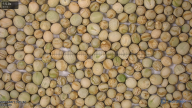seed