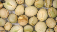 column seed