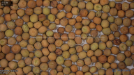 seed