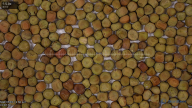 seed