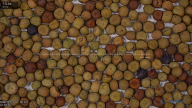 seed