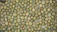 seed