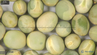 column seed