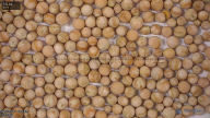 seed