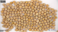 column seed