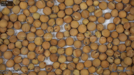 seed