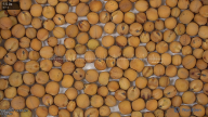 seed