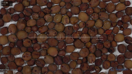 seed