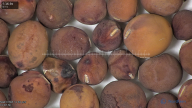 column seed