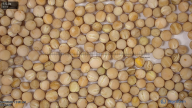 seed