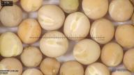 column seed