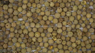 seed
