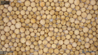 column Seed