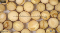 column seed