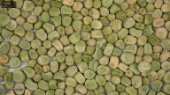 seed